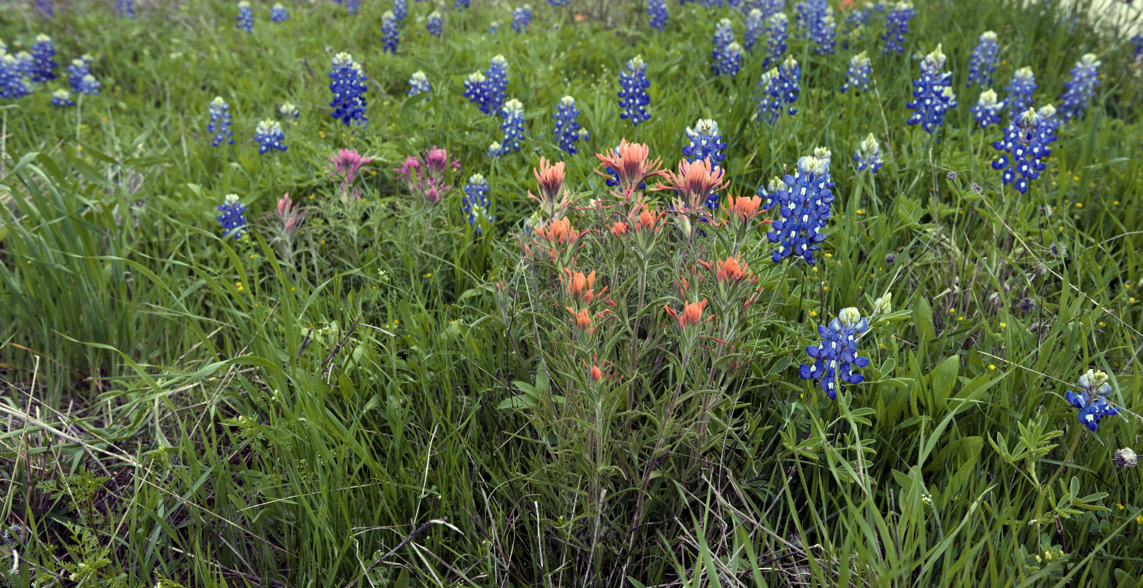 Texas Bluebonnets and Indian Paintbrush 4K Computer Screensaver: