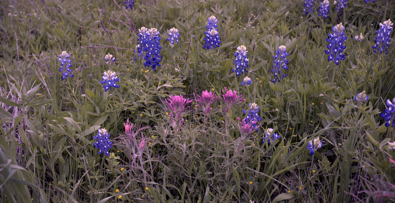4K Screensaver | Texas Wildflower Fields | My Blu Horizon