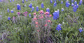 Texas Icons Bluebonnets and Indian Paintbrush 4K Computer Screensaver: