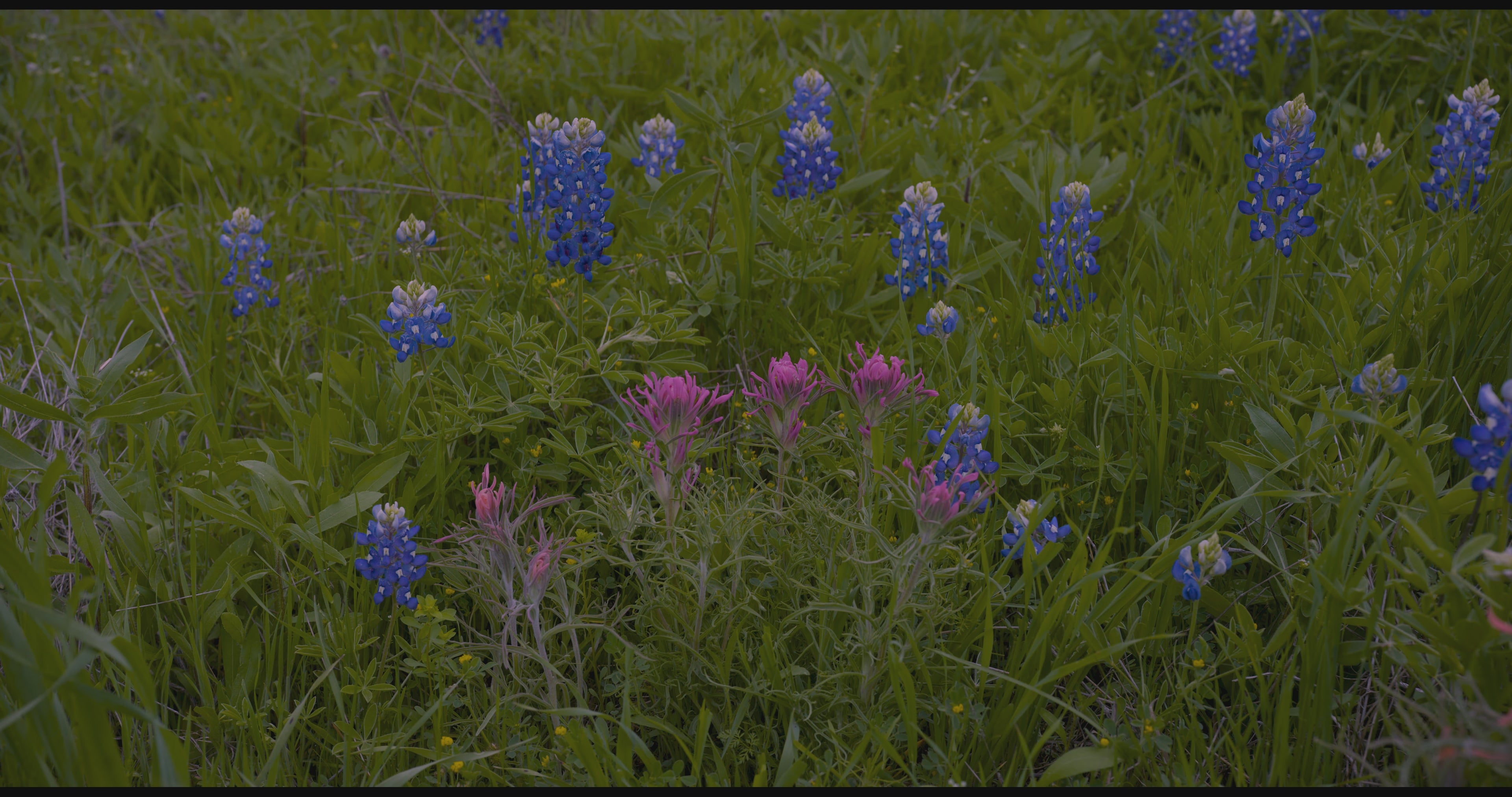 Texas Icons Bluebonnets and Indian Paintbrush 4K Computer Screensaver: