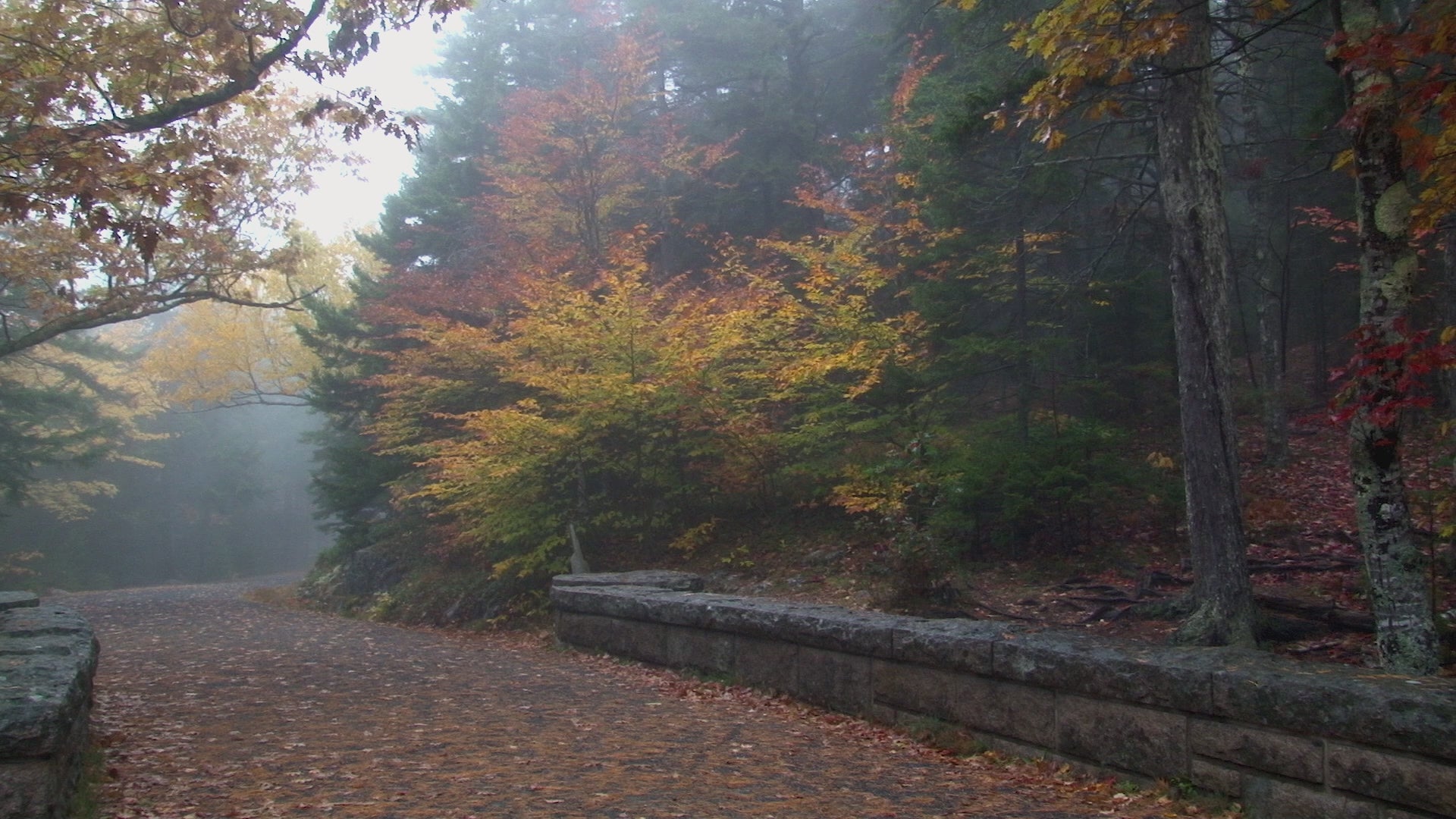 Hadlock Brook Loop Trail and Waterfall Bridge HD Screensaver