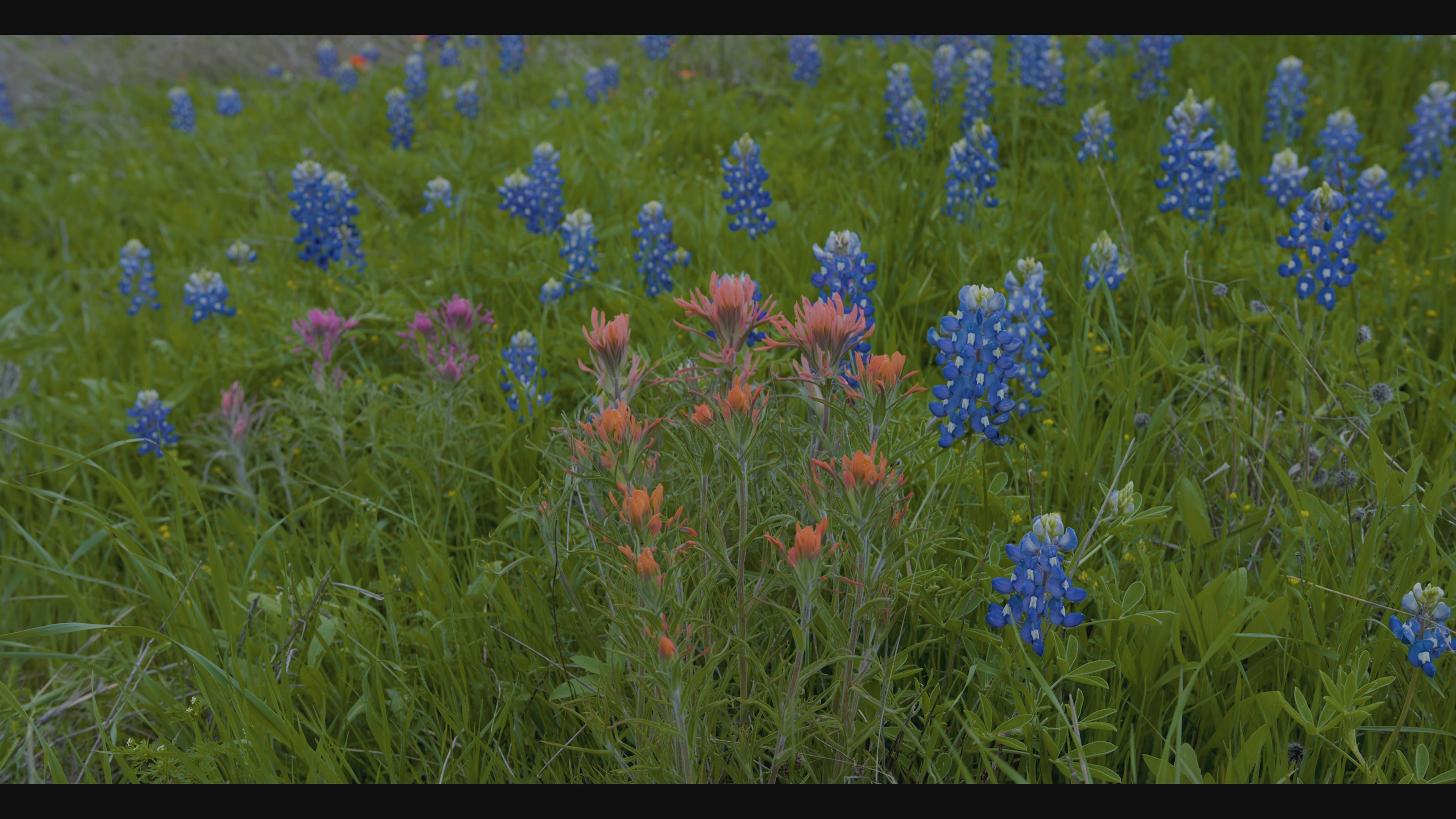 Texas Bluebonnets and Indian Paintbrush 4K Computer Screensaver: